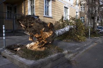 Fallen tree blocking sidewalk. Tree needs to be carried away. Picture taken in Kansas City.