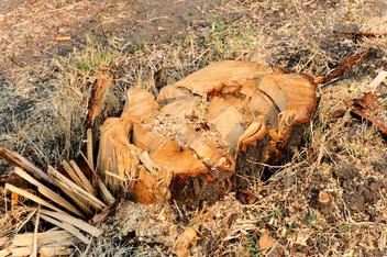 You do not want this uneven stump in your yard. It's time to grind the stump.