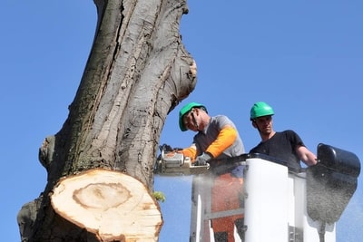 Tree Cutting Professionals in Kansas City